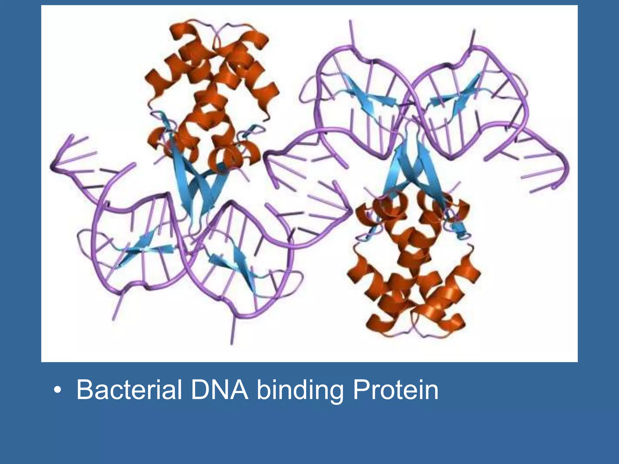 • Bacterial DNA binding Protein
 