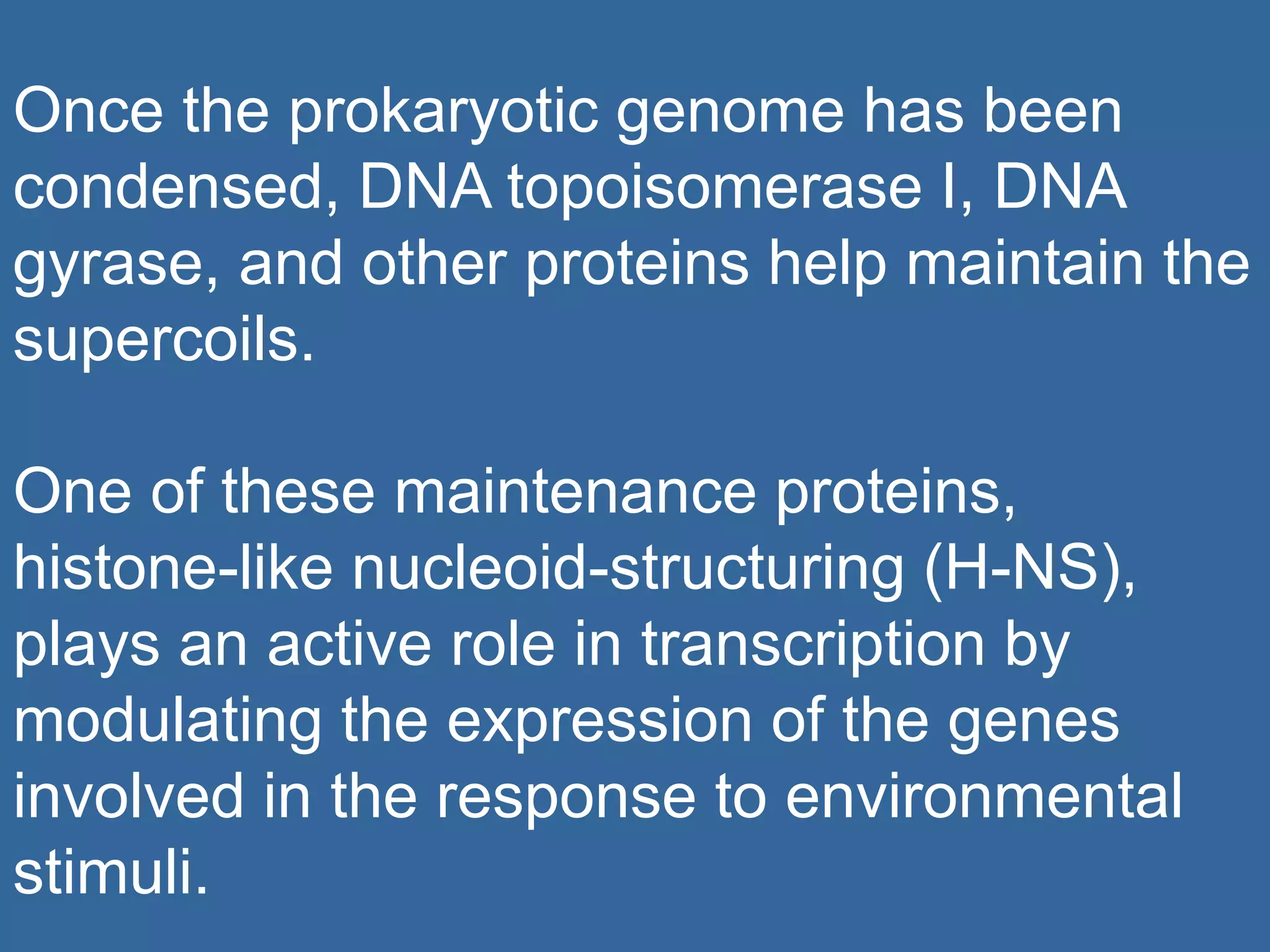Once the prokaryotic genome has been
condensed, DNA topoisomerase I, DNA
gyrase, and other proteins help maintain the
supercoils.
One of these maintenance proteins,
histone-like nucleoid-structuring (H-NS),
plays an active role in transcription by
modulating the expression of the genes
involved in the response to environmental
stimuli.
 