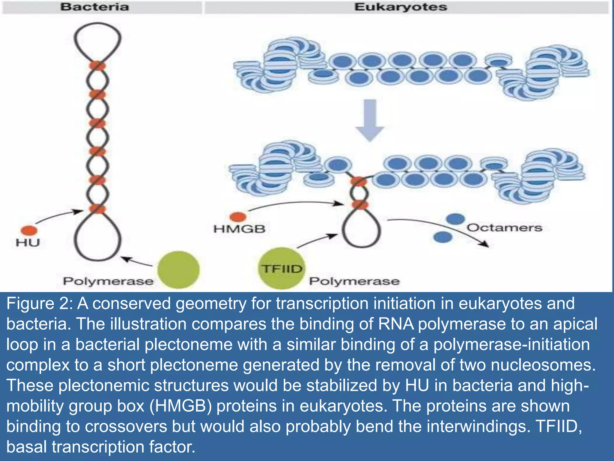 Figure 2: A conserved geometry for transcription initiation in eukaryotes and
bacteria. The illustration compares the binding of RNA polymerase to an apical
loop in a bacterial plectoneme with a similar binding of a polymerase-initiation
complex to a short plectoneme generated by the removal of two nucleosomes.
These plectonemic structures would be stabilized by HU in bacteria and high-
mobility group box (HMGB) proteins in eukaryotes. The proteins are shown
binding to crossovers but would also probably bend the interwindings. TFIID,
basal transcription factor.
 