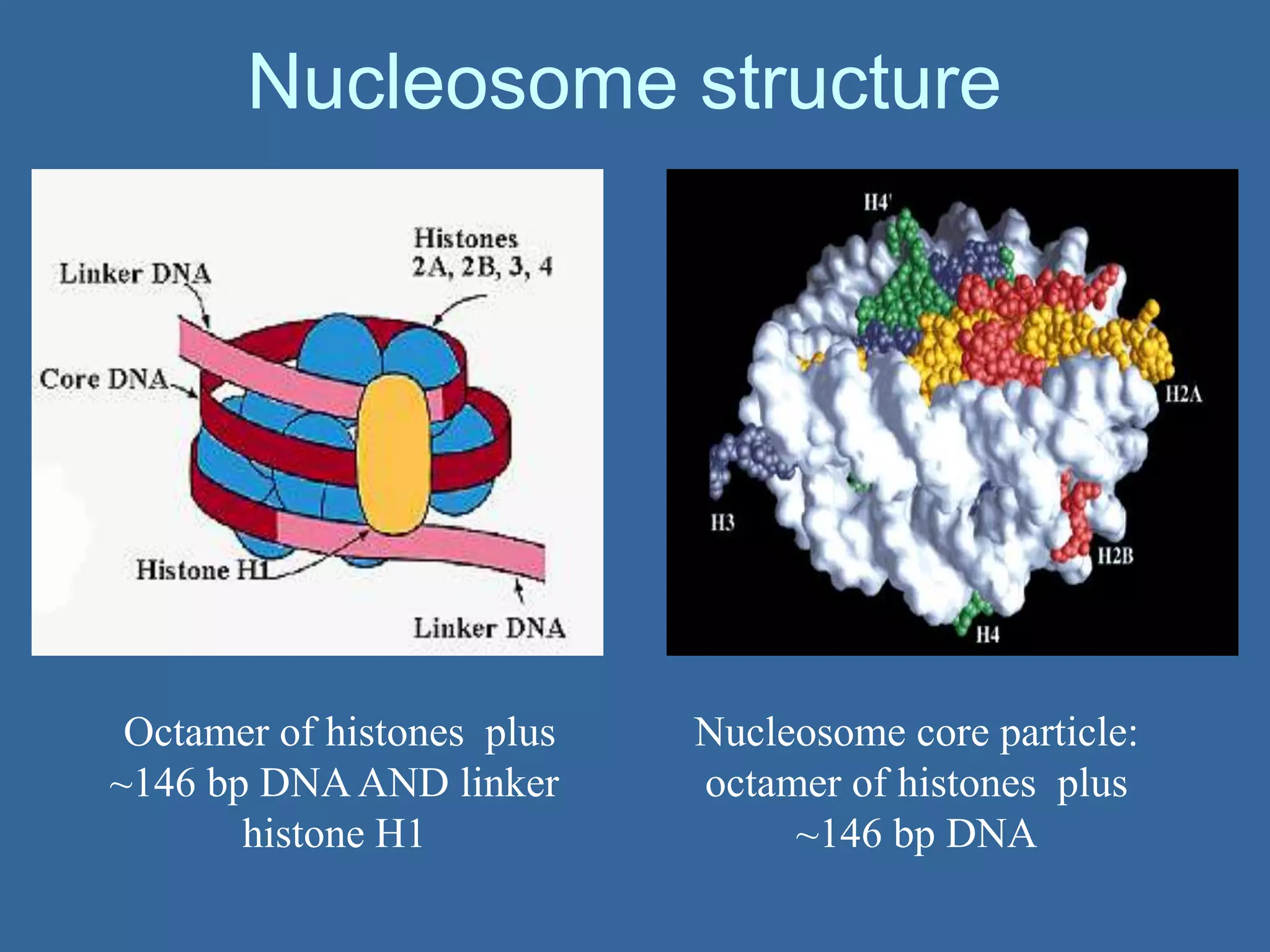 Nucleosome structure
Nucleosome core particle:
octamer of histones plus
~146 bp DNA
Octamer of histones plus
~146 bp DNA AND linker
histone H1
 