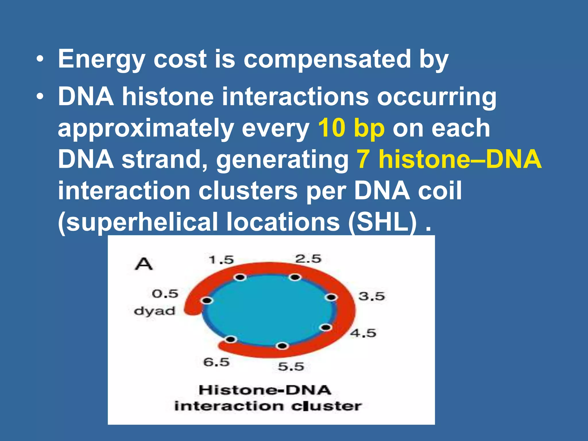 • Energy cost is compensated by
• DNA histone interactions occurring
approximately every 10 bp on each
DNA strand, generating 7 histone–DNA
interaction clusters per DNA coil
(superhelical locations (SHL) .
 