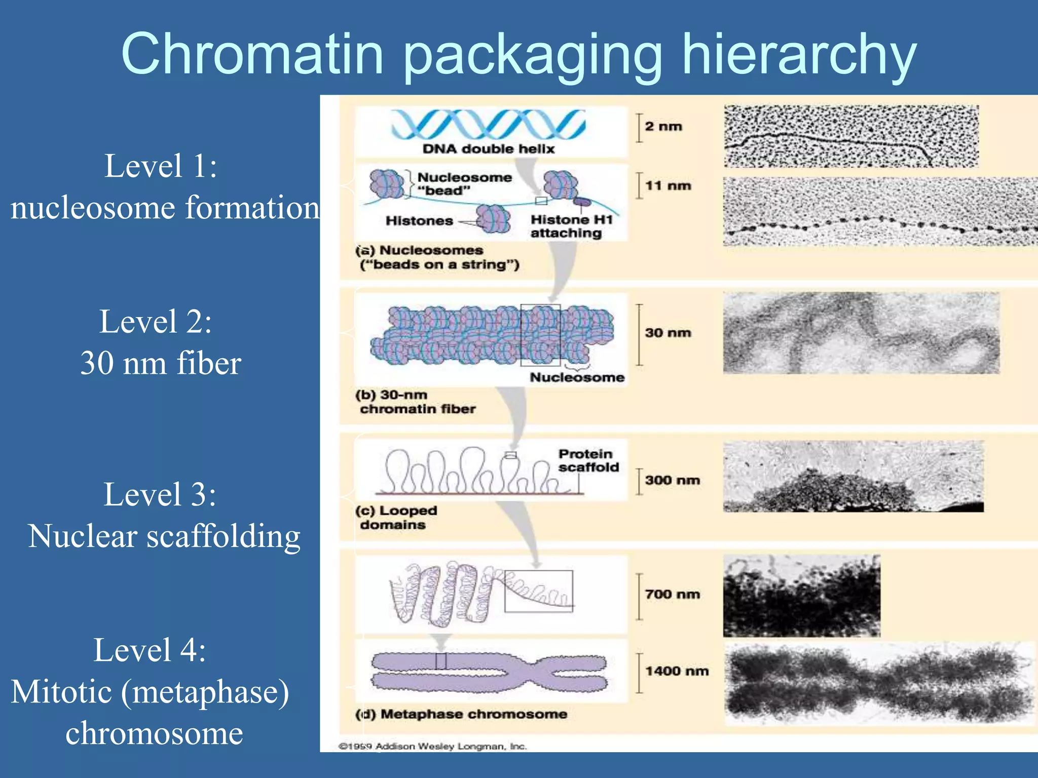 Chromatin packaging hierarchy
Level 1:
nucleosome formation
Level 2:
30 nm fiber
Level 3:
Nuclear scaffolding
Level 4:
Mitotic (metaphase)
chromosome
 