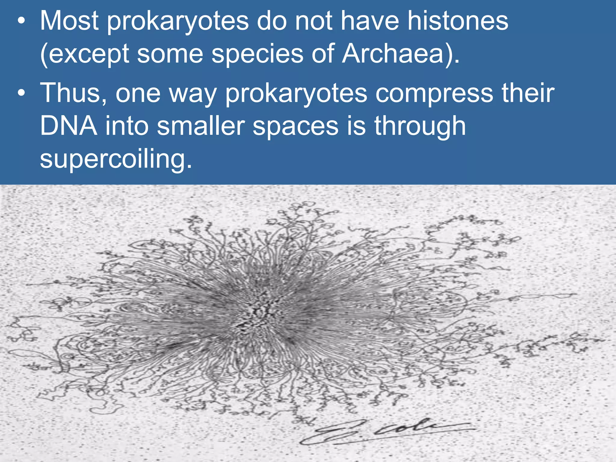 • Most prokaryotes do not have histones
(except some species of Archaea).
• Thus, one way prokaryotes compress their
DNA into smaller spaces is through
supercoiling.
 