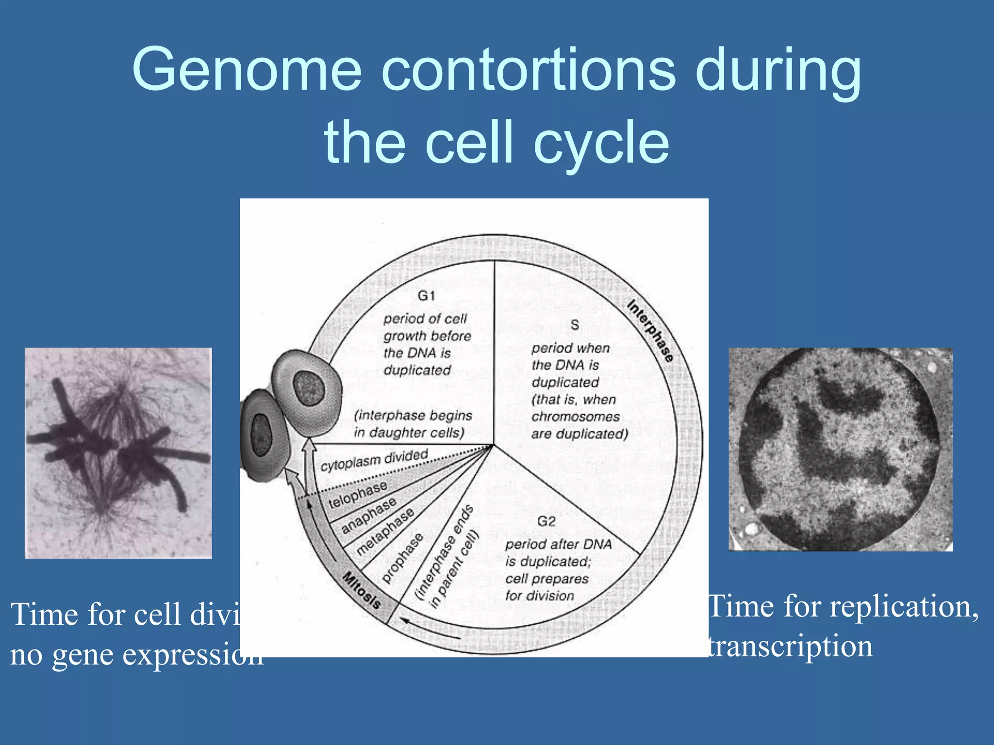 Genome contortions during
the cell cycle
Time for replication,
transcription
Time for cell division:
no gene expression
 