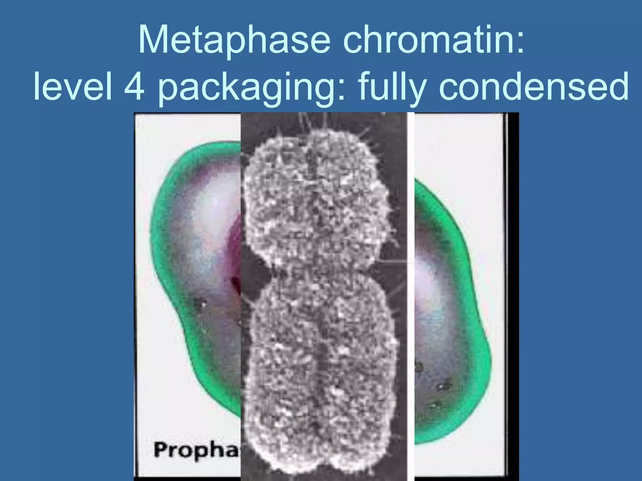 Metaphase chromatin:
level 4 packaging: fully condensed
 