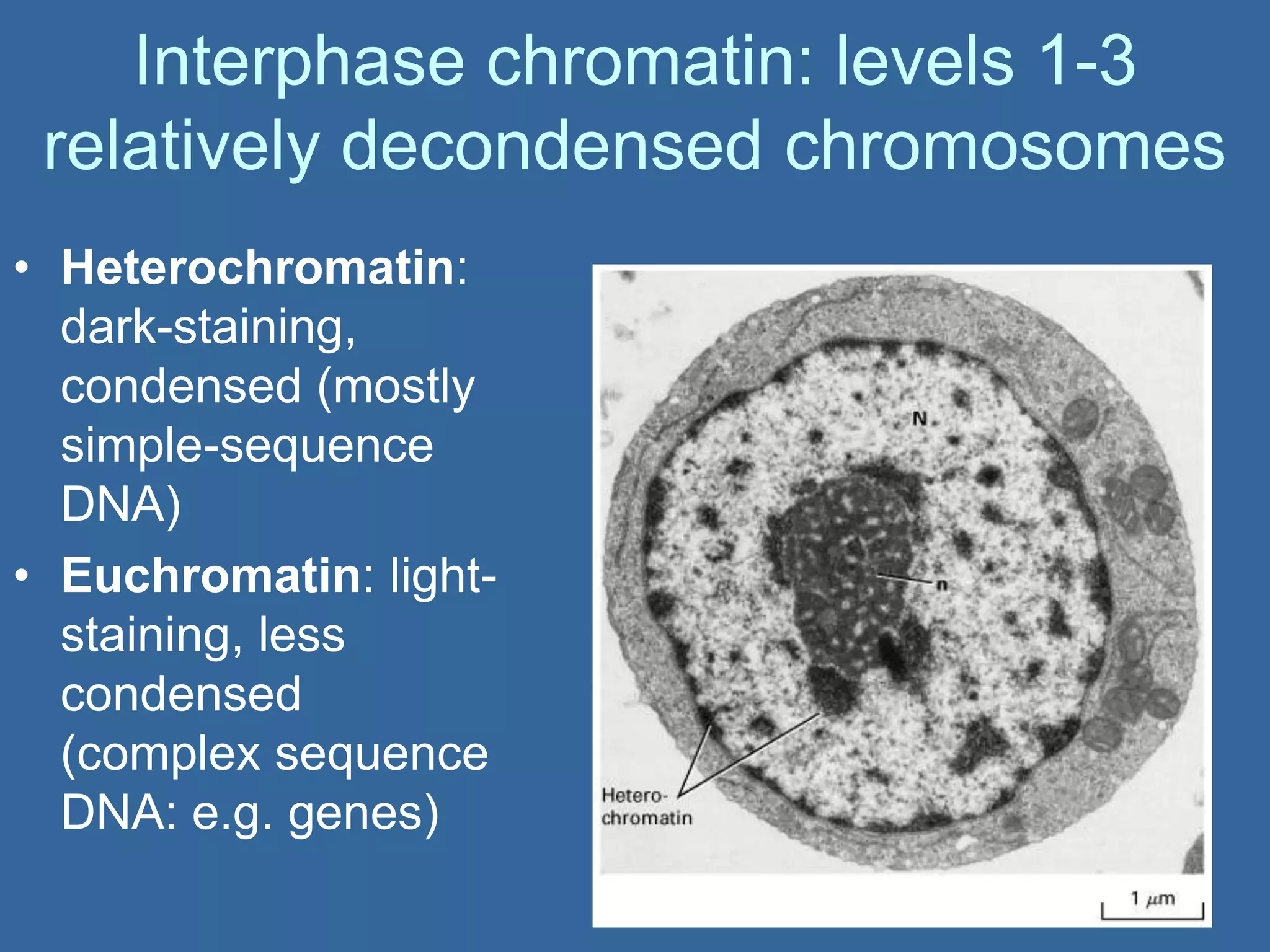 Interphase chromatin: levels 1-3
relatively decondensed chromosomes
• Heterochromatin:
dark-staining,
condensed (mostly
simple-sequence
DNA)
• Euchromatin: light-
staining, less
condensed
(complex sequence
DNA: e.g. genes)
 
