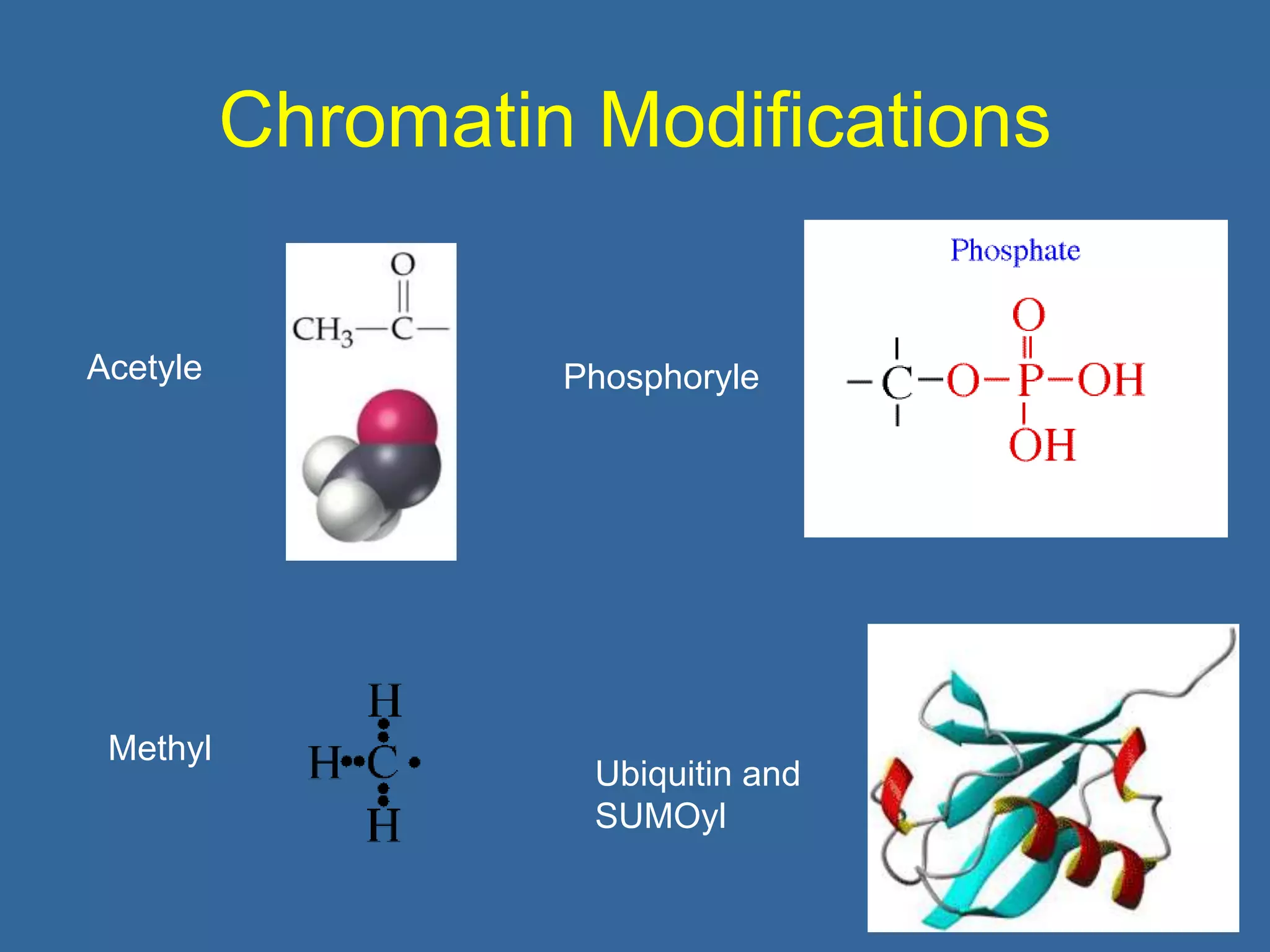 Chromatin Modifications
39
Acetyle Phosphoryle
Methyl
Ubiquitin and
SUMOyl
 