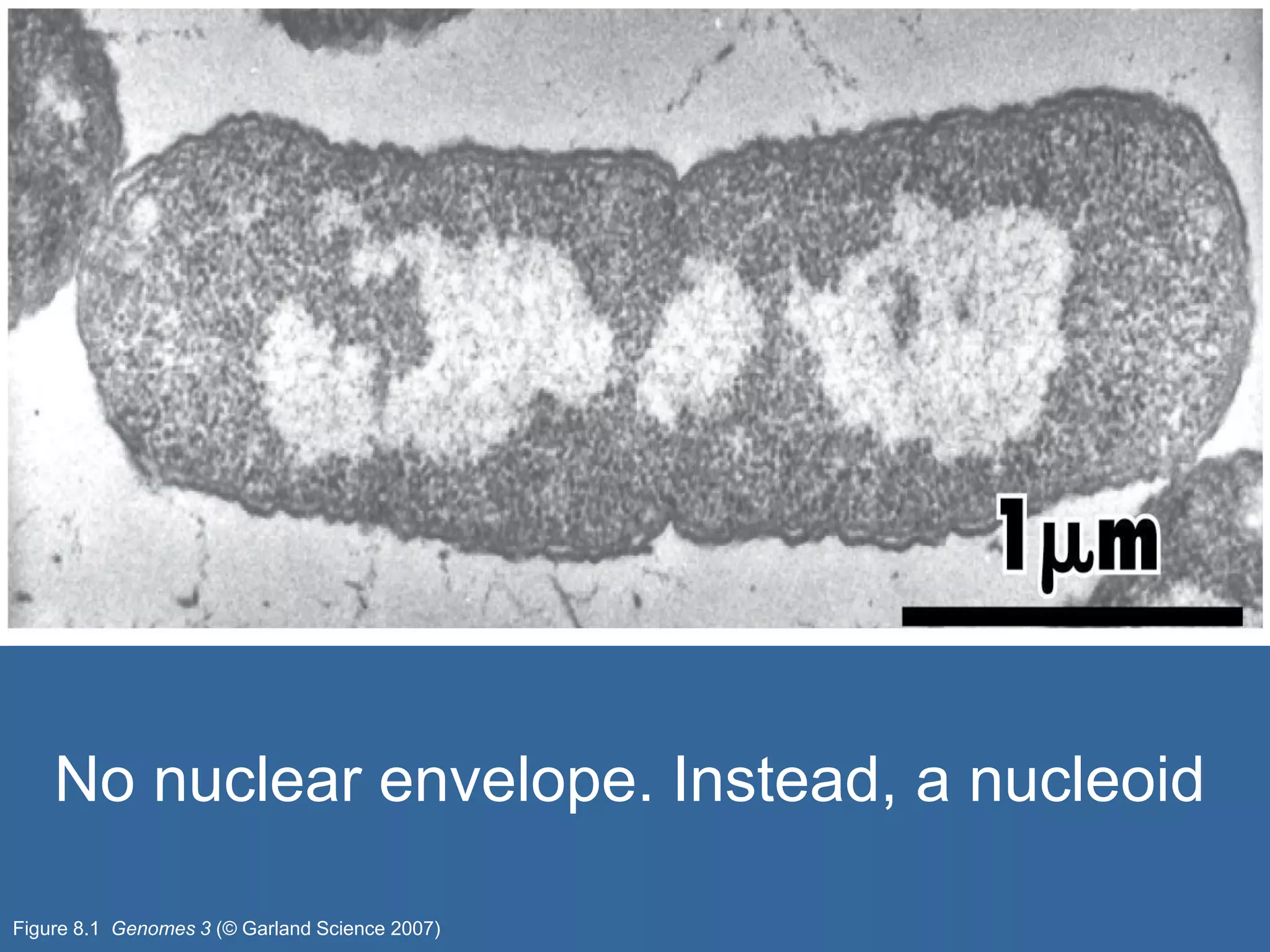Figure 8.1 Genomes 3 (© Garland Science 2007)
No nuclear envelope. Instead, a nucleoid
 