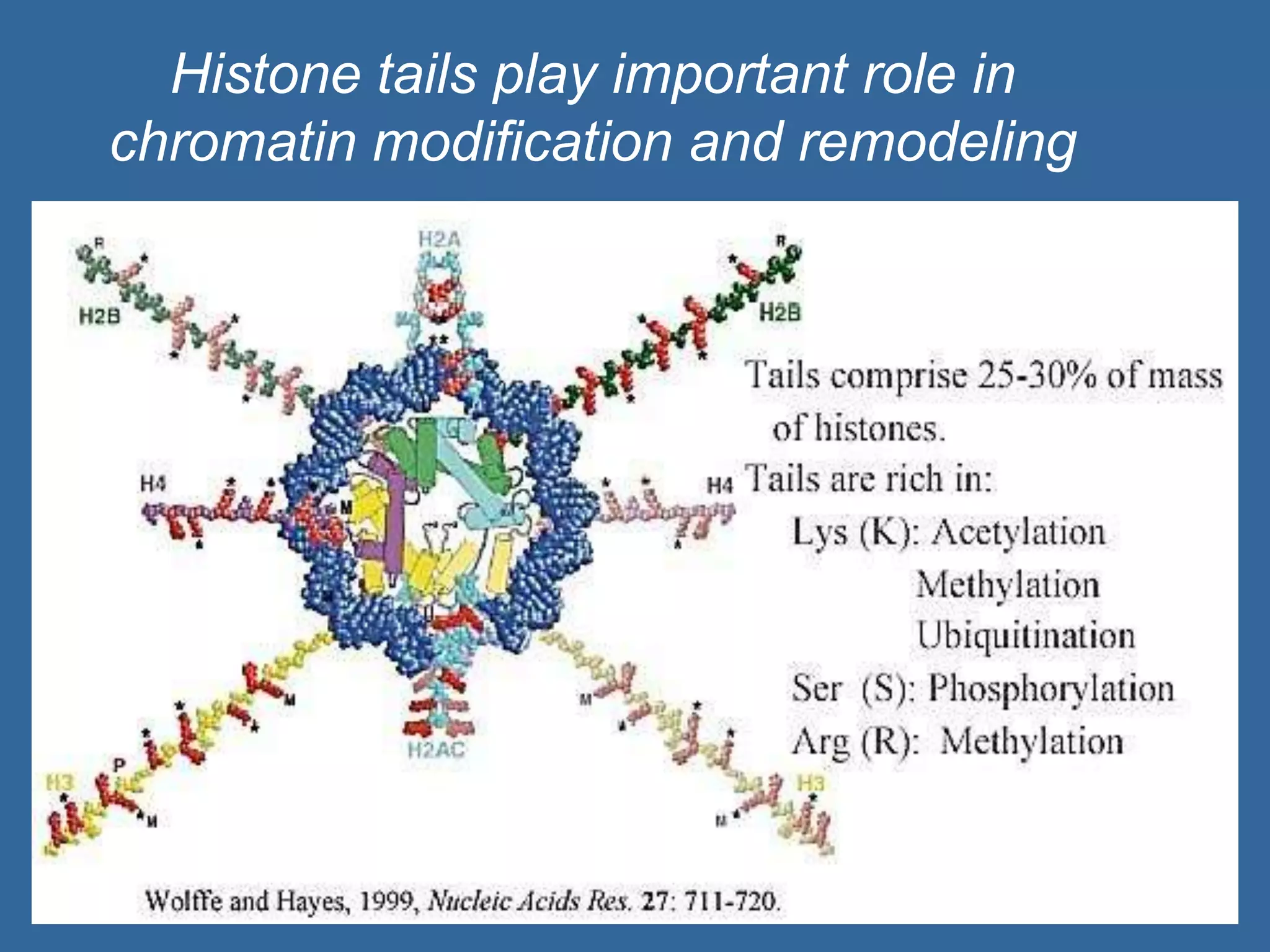 Histone tails play important role in
chromatin modification and remodeling
40
 
