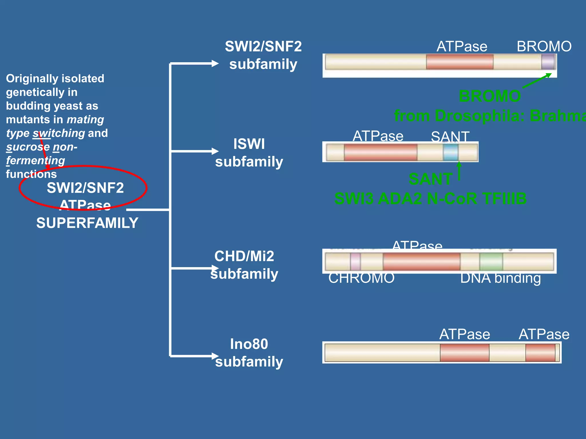 SWI2/SNF2
ATPase
SUPERFAMILY
SWI2/SNF2
subfamily
ISWI
subfamily
CHD/Mi2
subfamily
Ino80
subfamily
ATPase BROMO
ATPase SANT
ATPase
DNA binding
CHROMO
ATPase ATPase
SANT
SWI3 ADA2 N-CoR TFIIIB
Originally isolated
genetically in
budding yeast as
mutants in mating
type switching and
sucrose non-
fermenting
functions
BROMO
from Drosophila: Brahma
 