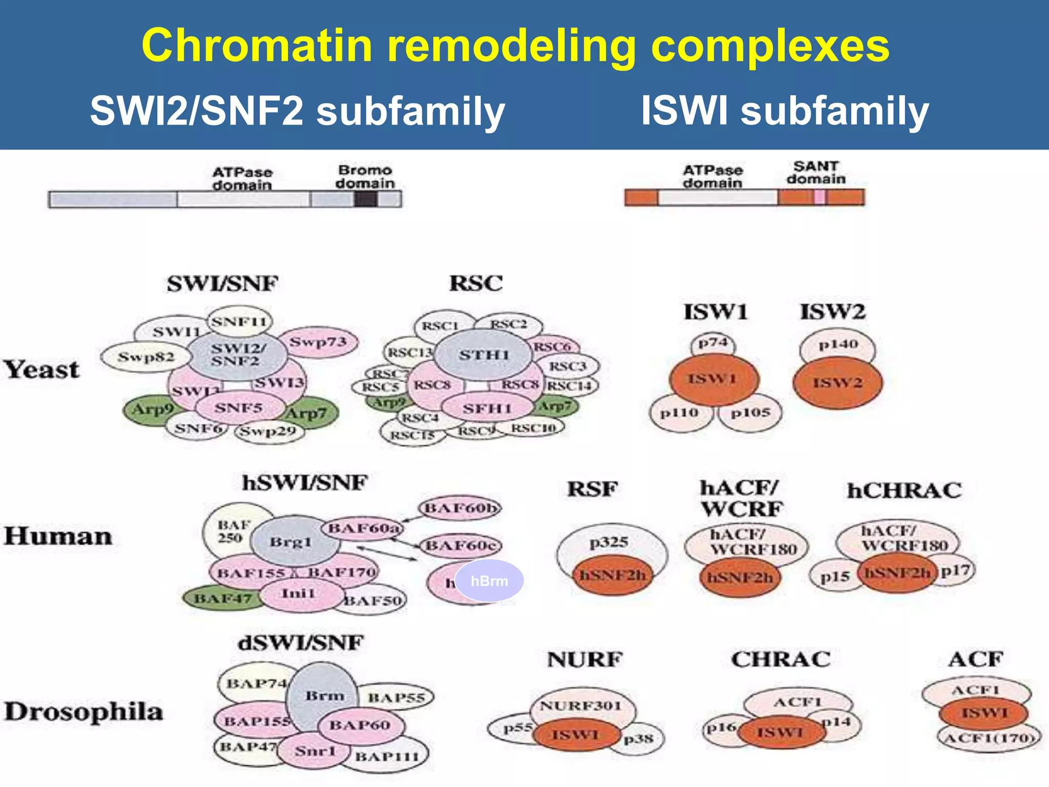 Chromatin remodeling complexes
hBrm
SWI2/SNF2 subfamily ISWI subfamily
 