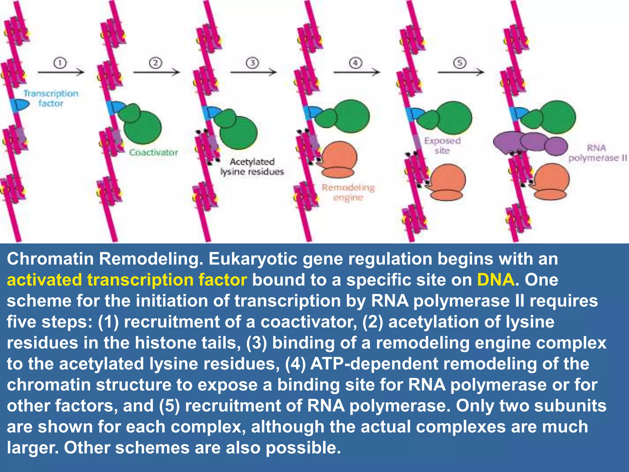 Chromatin Remodeling. Eukaryotic gene regulation begins with an
activated transcription factor bound to a specific site on DNA. One
scheme for the initiation of transcription by RNA polymerase II requires
five steps: (1) recruitment of a coactivator, (2) acetylation of lysine
residues in the histone tails, (3) binding of a remodeling engine complex
to the acetylated lysine residues, (4) ATP-dependent remodeling of the
chromatin structure to expose a binding site for RNA polymerase or for
other factors, and (5) recruitment of RNA polymerase. Only two subunits
are shown for each complex, although the actual complexes are much
larger. Other schemes are also possible.
 