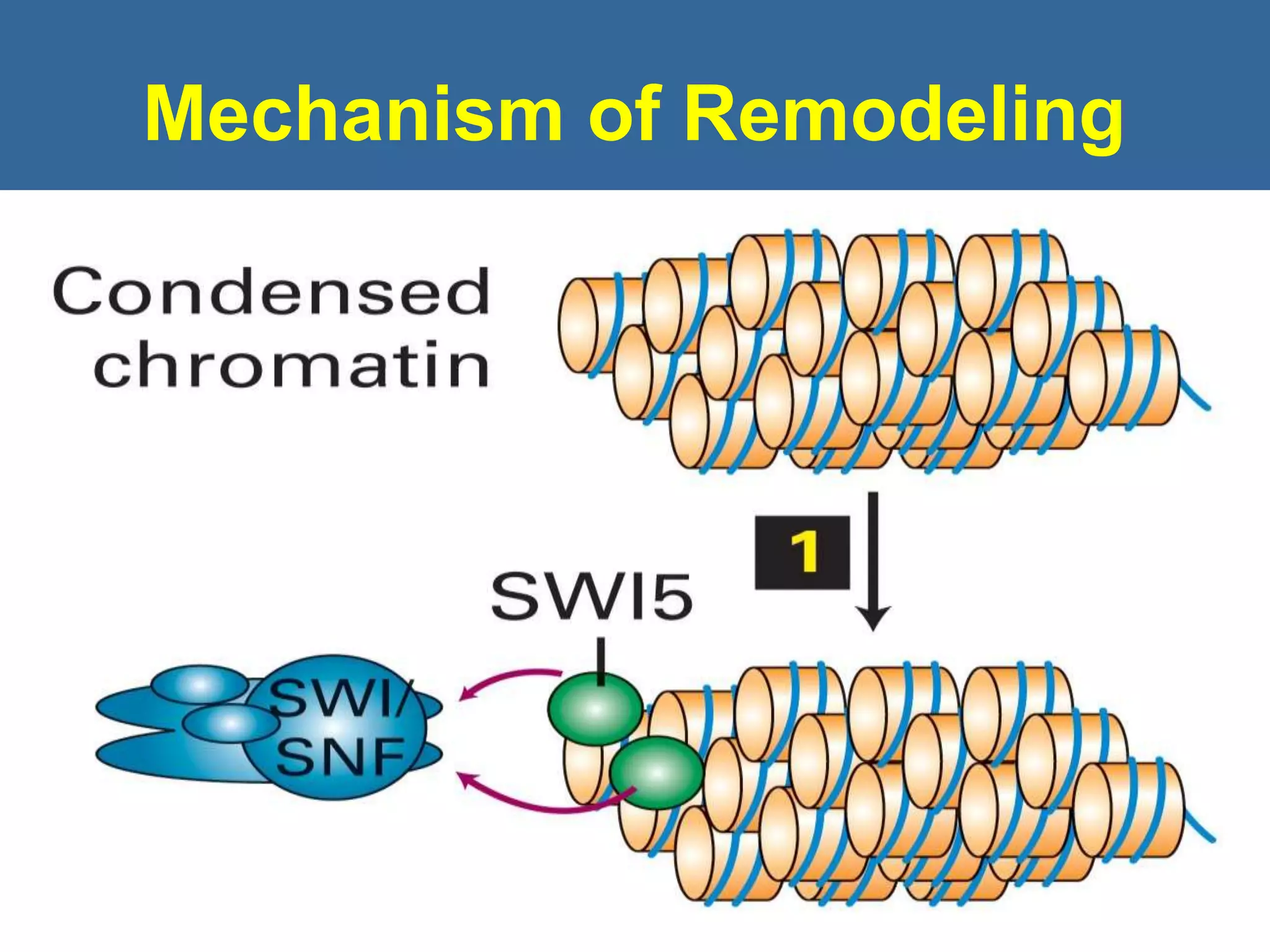 Mechanism of Remodeling
51
 