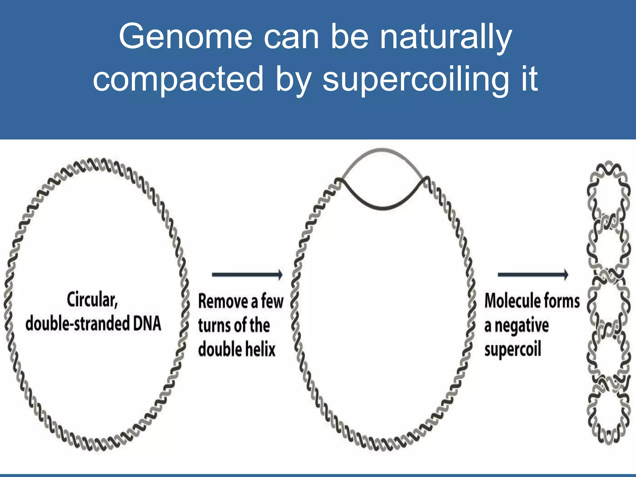 Figure 8.2 Genomes 3 (© Garland Science 2007)
Genome can be naturally
compacted by supercoiling it
 