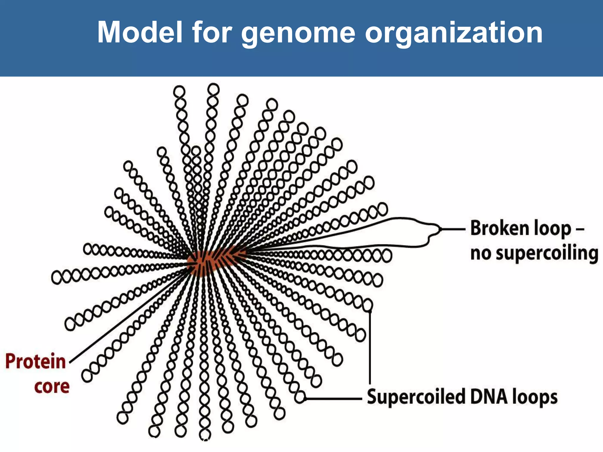 Figure 8.3 Genomes 3 (© Garland Science 2007)
Model for genome organization
 