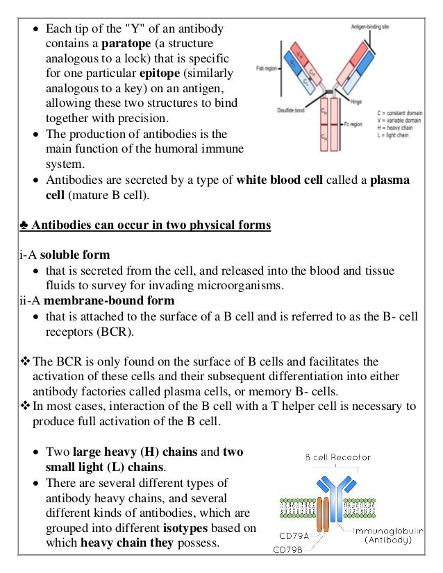 Lymphatic System and ANTIBODIES (Abs) and complement system