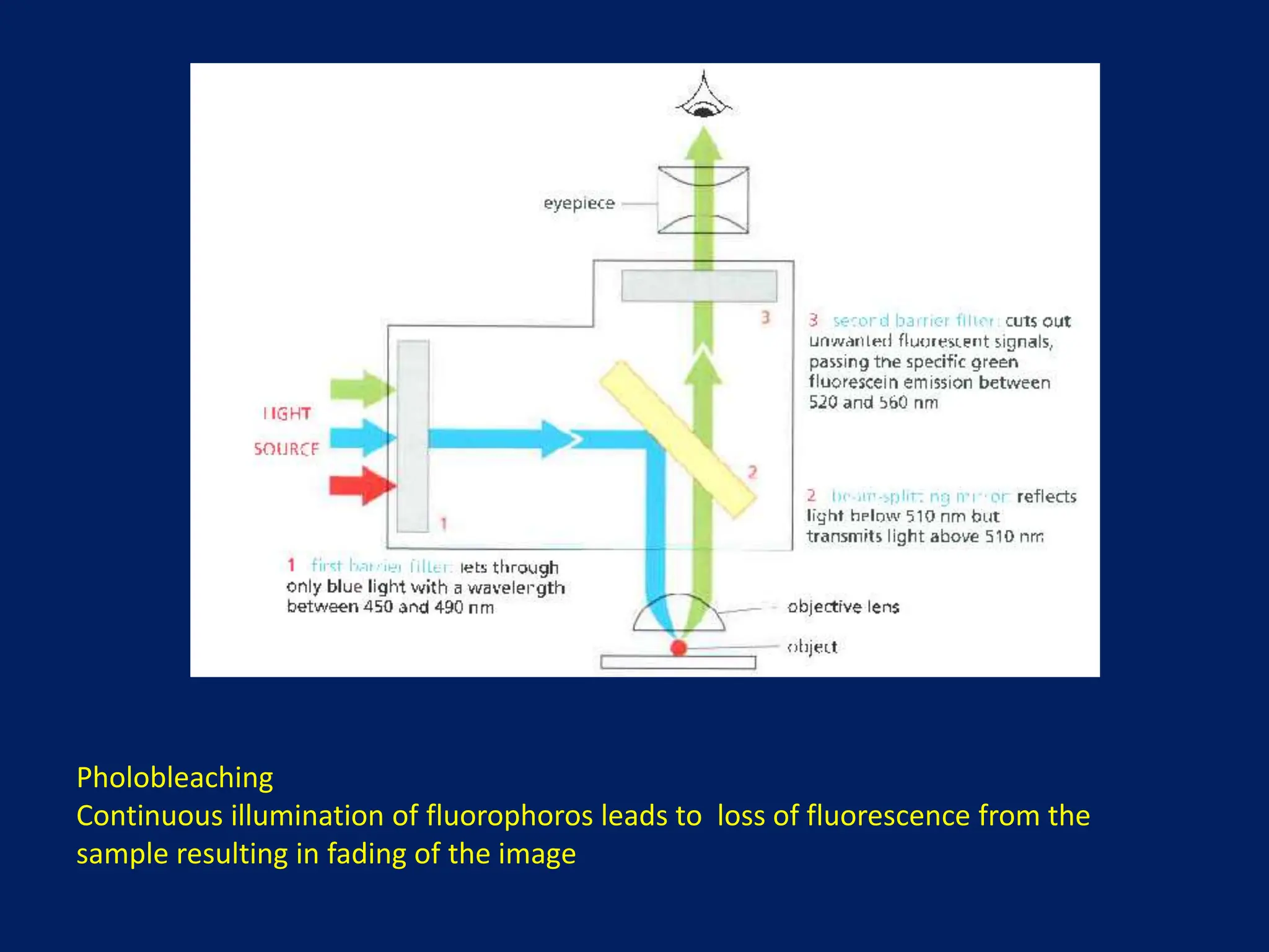 Pholobleaching
Continuous illumination of fluorophoros leads to loss of fluorescence from the
sample resulting in fading of the image
 
