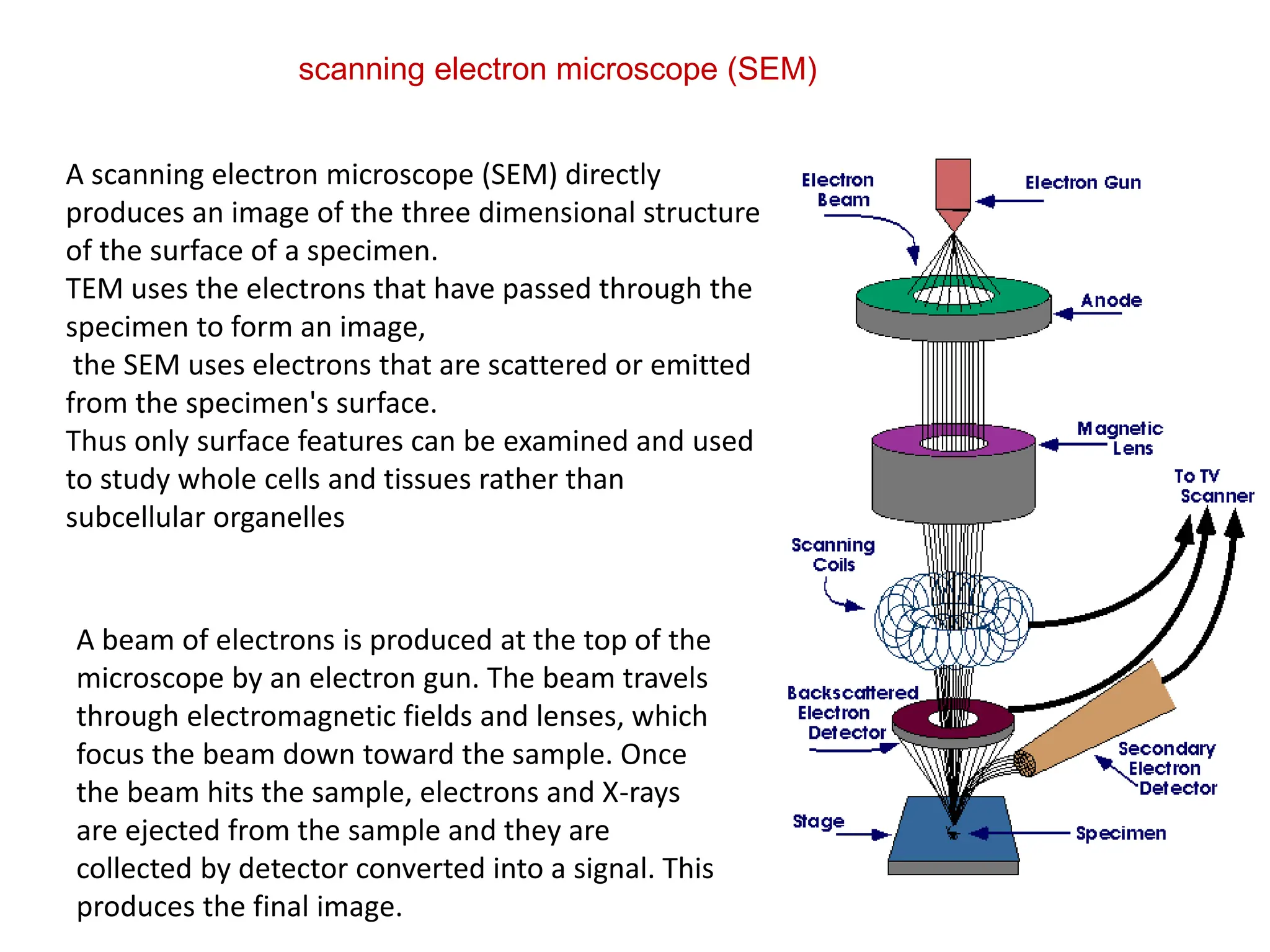 scanning electron microscope (SEM)
A scanning electron microscope (SEM) directly
produces an image of the three dimensional structure
of the surface of a specimen.
TEM uses the electrons that have passed through the
specimen to form an image,
the SEM uses electrons that are scattered or emitted
from the specimen's surface.
Thus only surface features can be examined and used
to study whole cells and tissues rather than
subcellular organelles
A beam of electrons is produced at the top of the
microscope by an electron gun. The beam travels
through electromagnetic fields and lenses, which
focus the beam down toward the sample. Once
the beam hits the sample, electrons and X-rays
are ejected from the sample and they are
collected by detector converted into a signal. This
produces the final image.
 