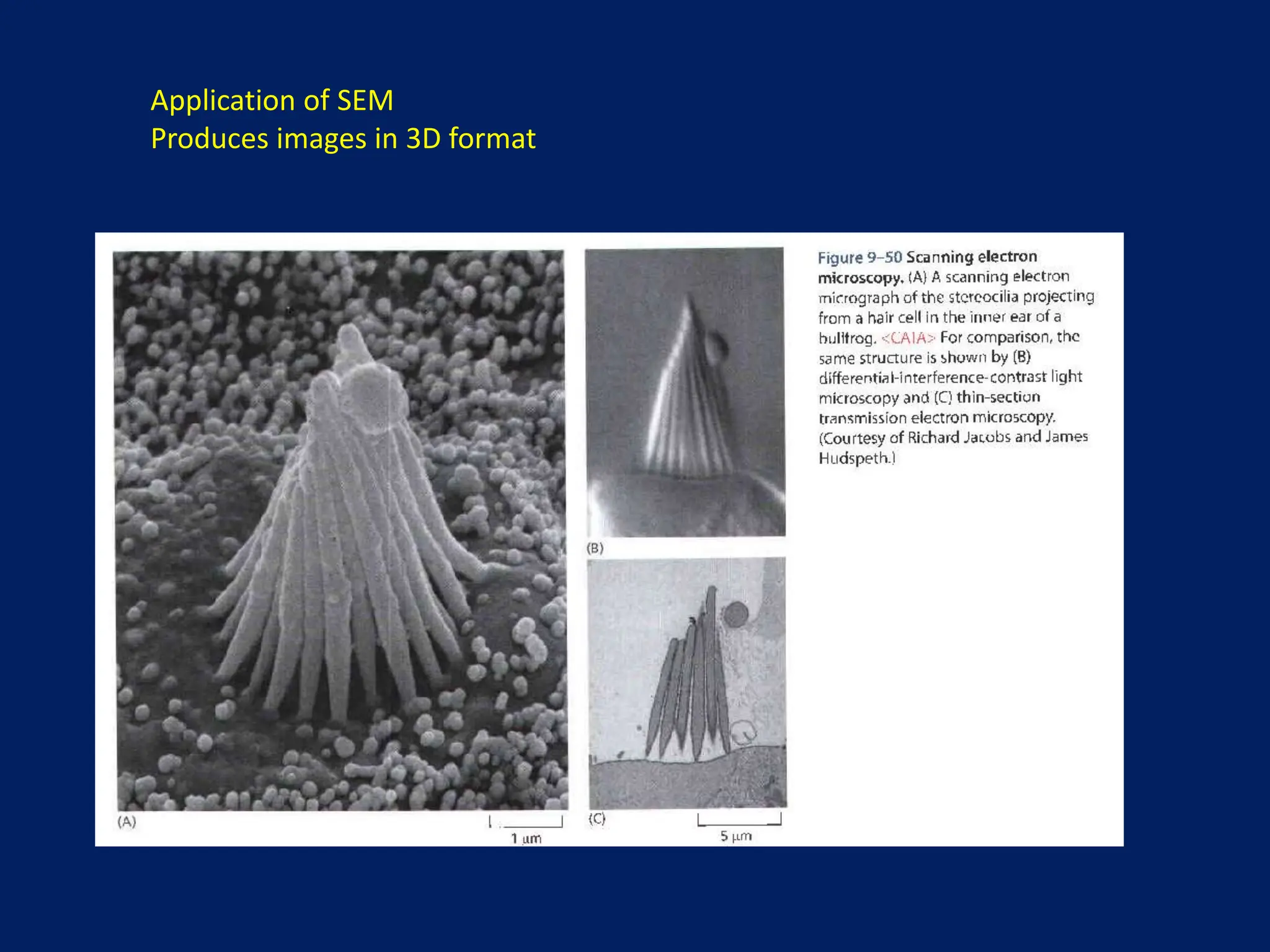 Application of SEM
Produces images in 3D format
 