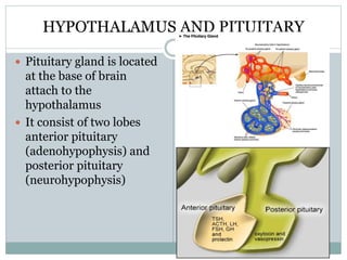 HYPOTHALAMUS AND PITUITARY
 Pituitary gland is located
at the base of brain
attach to the
hypothalamus
 It consist of two lobes
anterior pituitary
(adenohypophysis) and
posterior pituitary
(neurohypophysis)
 