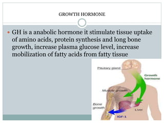 GROWTH HORMONE
 GH is a anabolic hormone it stimulate tissue uptake
of amino acids, protein synthesis and long bone
growth, increase plasma glucose level, increase
mobilization of fatty acids from fatty tissue
 