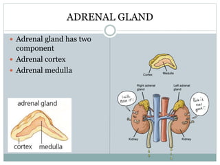 ADRENAL GLAND
 Adrenal gland has two
component
 Adrenal cortex
 Adrenal medulla
 