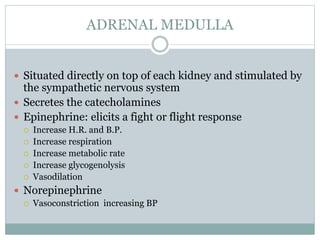 ADRENAL MEDULLA
 Situated directly on top of each kidney and stimulated by
the sympathetic nervous system
 Secretes the catecholamines
 Epinephrine: elicits a fight or flight response
 Increase H.R. and B.P.
 Increase respiration
 Increase metabolic rate
 Increase glycogenolysis
 Vasodilation
 Norepinephrine
 Vasoconstriction increasing BP
 