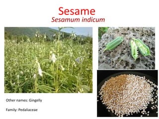 Sesame
Sesamum indicum
Other names: Gingelly
Family: Pedaliaceae
 