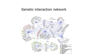Genetic interaction network
 
