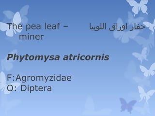 ‫اللوبيا‬ ‫اوراق‬ ‫حفار‬The pea leaf –
miner
Phytomysa atricornis
F:Agromyzidae
O: Diptera
 