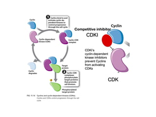Competitive inhibitor
 
