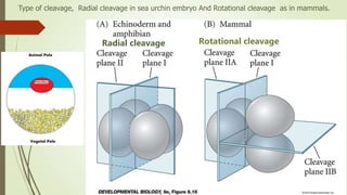 Radial cleavage Rotational cleavage
Type of cleavage, Radial cleavage in sea urchin embryo And Rotational cleavage as in mammals.
 