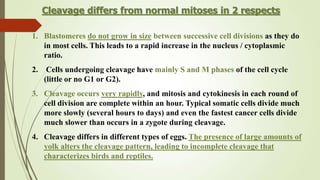 Cleavage differs from normal mitoses in 2 respects
1. Blastomeres do not grow in size between successive cell divisions as they do
in most cells. This leads to a rapid increase in the nucleus / cytoplasmic
ratio.
2. Cells undergoing cleavage have mainly S and M phases of the cell cycle
(little or no G1 or G2).
3. Cleavage occurs very rapidly, and mitosis and cytokinesis in each round of
cell division are complete within an hour. Typical somatic cells divide much
more slowly (several hours to days) and even the fastest cancer cells divide
much slower than occurs in a zygote during cleavage.
4. Cleavage differs in different types of eggs. The presence of large amounts of
yolk alters the cleavage pattern, leading to incomplete cleavage that
characterizes birds and reptiles.
 