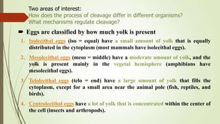 Eggs are classified by how much yolk is present
1. Isolecithal eggs (iso = equal) have a small amount of yolk that is equally
distributed in the cytoplasm (most mammals have isolecithal eggs).
2. Mesolecithal eggs (meso = middle) have a moderate amount of yolk, and the
yolk is present mainly in the vegetal hemisphere (amphibians have
mesolecithal eggs).
3. Telolecithal eggs (telo = end) have a large amount of yolk that fills the
cytoplasm, except for a small area near the animal pole (fish, reptiles, and
birds).
4. Centrolecithal eggs have a lot of yolk that is concentrated within the center of
the cell (insects and arthropods).
Two areas of interest:
How does the process of cleavage differ in different organisms?
What mechanisms regulate cleavage?
 