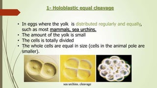 • In eggs where the yolk is distributed regularly and equally,
such as most mammals, sea urchins.
• The amount of the yolk is small
• The cells is totally divided
• The whole cells are equal in size (cells in the animal pole are
smaller).
sea urchins. cleavage
1- Holoblastic equal cleavage
 