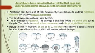 Amphibians have mesolecithal or telolecithal eggs and
undergo holoblastic cleavage with unequal blastomeres
 Amphibian eggs have a lot of yolk, however, they are still able to undergo holoblastic
cleavage, but produce unequal blastomeres
 The 1st cleavage is meridional, as is the 2nd.
 The 3rd cleavage is equatorial. The cleavage is displaced toward the animal pole due to
the yolk. This results in 4 small animal blastomeres and 4 large vegetal blastomeres.
 Morula (morum = mulberry) at the 16 to 32 cell stage the embryo is called a morula
because it looks like a mulberry. Witch will transfer to blastula stage.
 