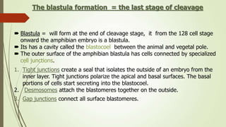 The blastula formation = the last stage of cleavage
 Blastula = will form at the end of cleavage stage, it from the 128 cell stage
onward the amphibian embryo is a blastula.
 Its has a cavity called the blastocoel between the animal and vegetal pole.
 The outer surface of the amphibian blastula has cells connected by specialized
cell junctions.
1. Tight junctions create a seal that isolates the outside of an embryo from the
inner layer. Tight junctions polarize the apical and basal surfaces. The basal
portions of cells start secreting into the blastocoel.
2. Desmosomes attach the blastomeres together on the outside.
3. Gap junctions connect all surface blastomeres.
 