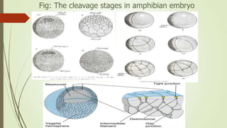 Fig: The cleavage stages in amphibian embryo
 