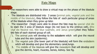 • The researchers were able to draw a virtual map on the phase of the blastula
stage.
• The blastula are distributed into 3 areas (animal pole, vegetal pole and the
middle of the blastula), they follow the fate of each particular group of areas
of the blastula when they grow up later.
• The researcher (Vogt) were able to drown the fate map by special vital die
to stain the 3 area of blastula stage (its not toxic to the embryo cell), (the
vital die Neutral red, Nile blue sulphate, and Janus green),then they follow
the fate of each stained group of cell.
1. The animal pole will develop to the ectoderm witch will give the neural
tube and the skin (epidermis).
2. The vegetal pole (the lower part of the blastula) will form the endoderm
witch will develop and give the elementary canal,lungs.
3. The middle of the blastula will give the mesoderm that will develop and
give the dermis, heart, muscles, bones, kidney. See fig.
Fate Maps
 