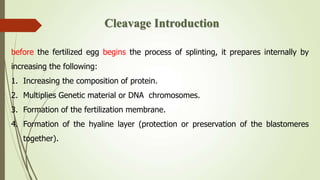 before the fertilized egg begins the process of splinting, it prepares internally by
increasing the following:
1. Increasing the composition of protein.
2. Multiplies Genetic material or DNA chromosomes.
3. Formation of the fertilization membrane.
4. Formation of the hyaline layer (protection or preservation of the blastomeres
together).
Cleavage Introduction
 