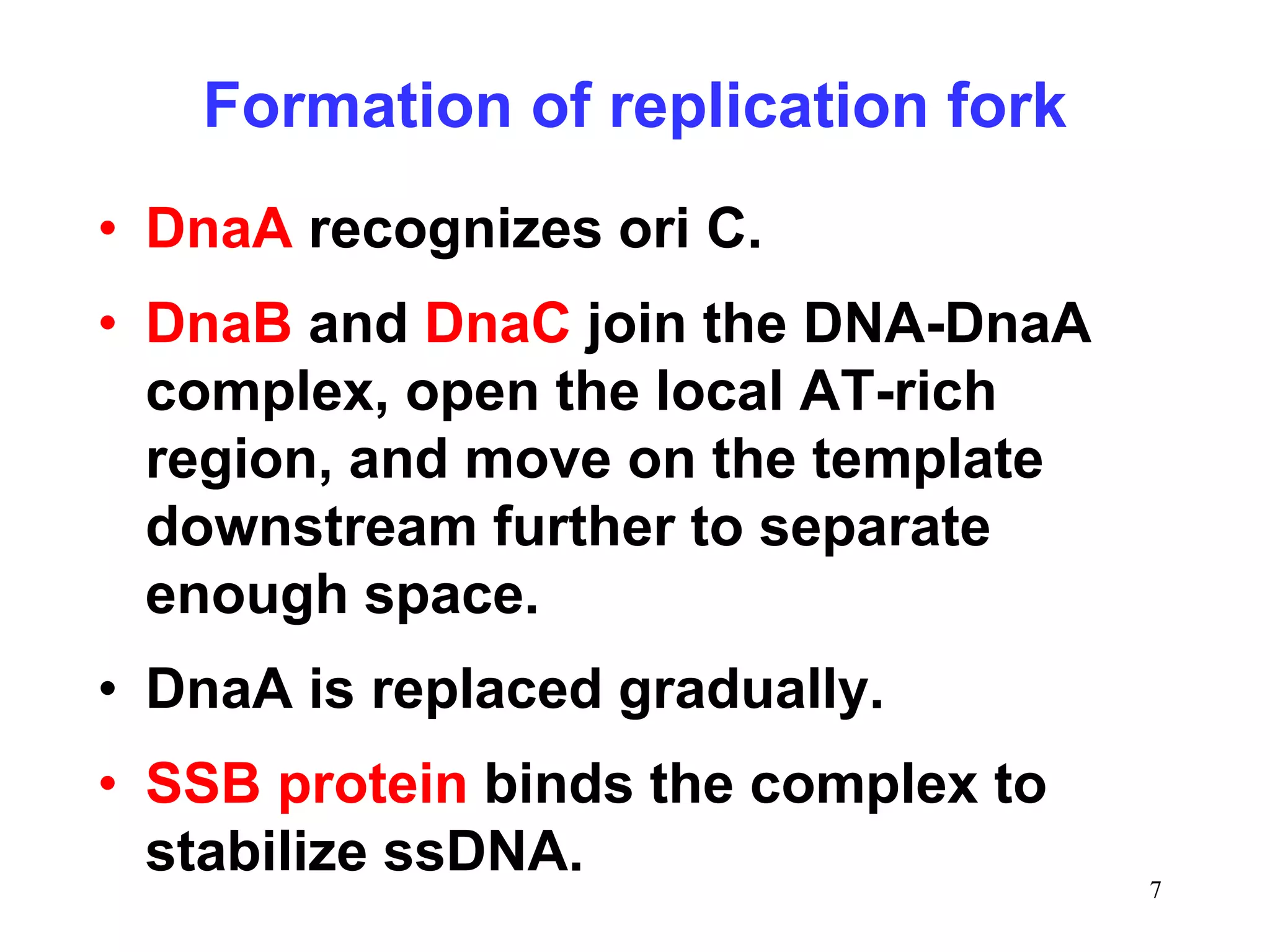 DNA Replication process lecture 2.pptx