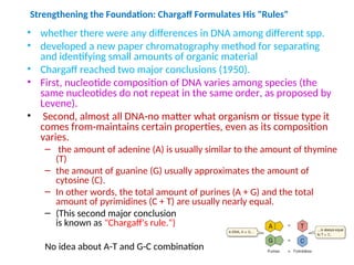 • whether there were any differences in DNA among different spp.
• developed a new paper chromatography method for separating
and identifying small amounts of organic material
• Chargaff reached two major conclusions (1950).
• First, nucleotide composition of DNA varies among species (the
same nucleotides do not repeat in the same order, as proposed by
Levene).
• Second, almost all DNA-no matter what organism or tissue type it
comes from-maintains certain properties, even as its composition
varies.
– the amount of adenine (A) is usually similar to the amount of thymine
(T)
– the amount of guanine (G) usually approximates the amount of
cytosine (C).
– In other words, the total amount of purines (A + G) and the total
amount of pyrimidines (C + T) are usually nearly equal.
– (This second major conclusion
is known as "Chargaff's rule.“)
No idea about A-T and G-C combination
Strengthening the Foundation: Chargaff Formulates His "Rules"
 