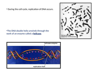 • During the cell cycle, replication of DNA occurs.
•The DNA double helix unwinds through the
work of an enzyme called a helicase.
 