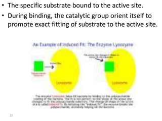 Lec 4 level 3-de (enzymes, coenzymes, cofactors) | PDF