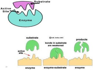 Lec 4 level 3-de (enzymes, coenzymes, cofactors) | PDF