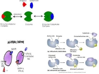 Lec 4 level 3-de (enzymes, coenzymes, cofactors) | PDF
