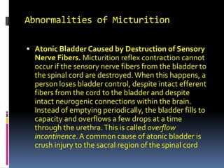 Abnormalities of Micturition Atonic Bladder Caused by Destruction of Sensory Nerve Fibers. Micturition reflex contraction cannot occur if the sensory nerve fibers from the bladder to the spinal cord are destroyed. When this happens, a person loses bladder control, despite intact efferent fibers from the cord to the bladder and despite intact neurogenic connections within the brain. Instead of emptying periodically, the bladder fills to capacity and overflows a few drops at a time through the urethra. This is calledoverflow incontinence. A common cause of atonic bladder is crush injury to the sacral region of the spinal cord 