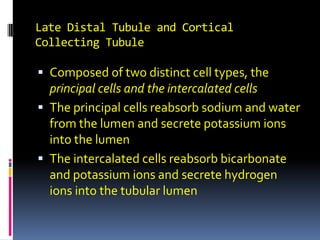 Late Distal Tubule and Cortical Collecting Tubule Composed of two distinct cell types, the principal cells and the intercalated cells The principal cells reabsorb sodium and water from the lumen and secrete potassium ions into the lumen The intercalated cells reabsorb bicarbonate and potassium ions and secrete hydrogen ions into the tubular lumen 