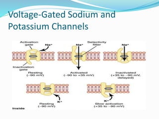 Voltage-Gated Sodium and
Potassium Channels
 