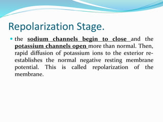 Repolarization Stage.
 the sodium channels begin to close and the
potassium channels open more than normal. Then,
rapid diffusion of potassium ions to the exterior re-
establishes the normal negative resting membrane
potential. This is called repolarization of the
membrane.
 